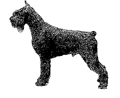 Giant Schnauzer silhoutte