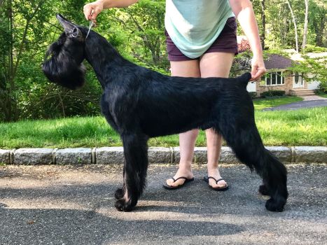 skyline giant schnauzers