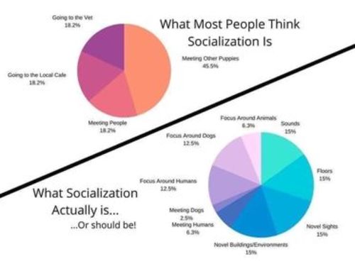 Giant Schnauzer puppy socialization tips