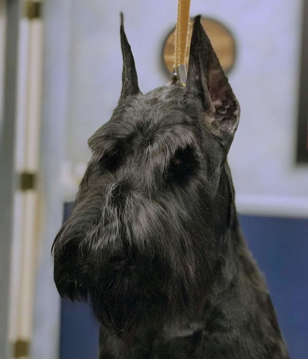 skyline giant schnauzers