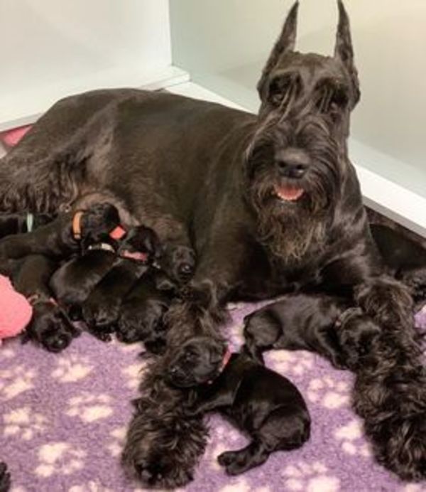 tony mini schnauzer puppies