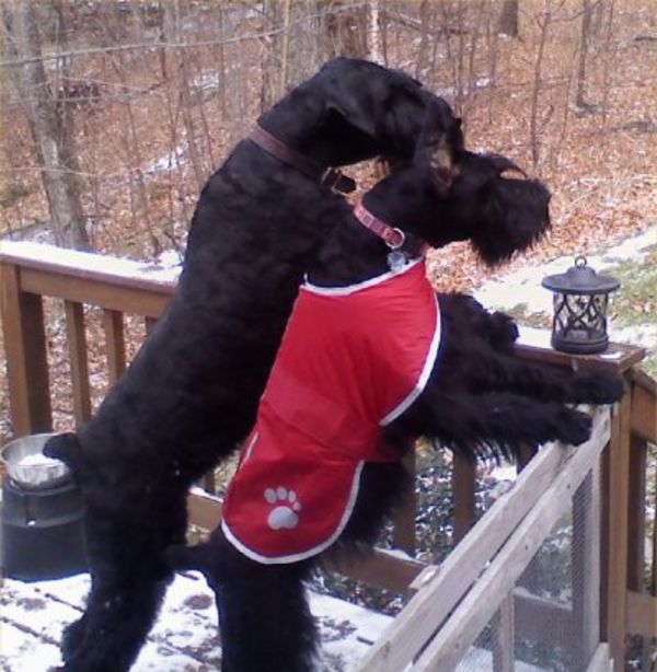 Giant Schnauzer adults uncropped