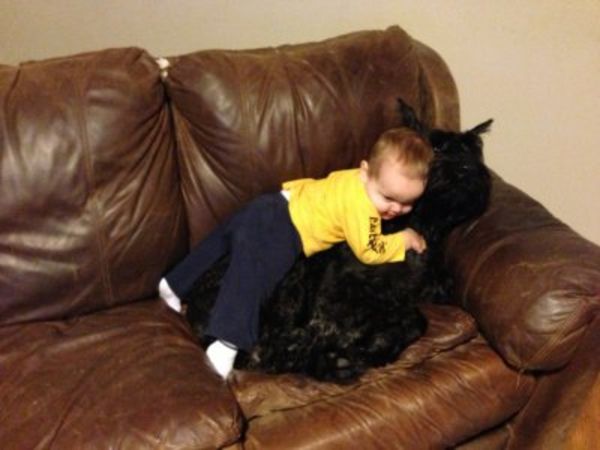Giant Schnauzer puppy baby cuddles