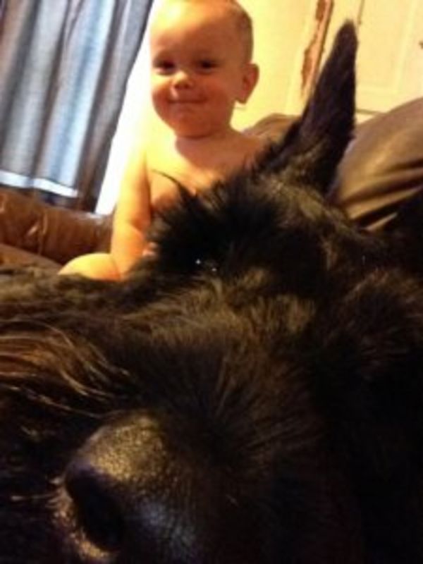 Giant Schnauzer puppy baby cuddles