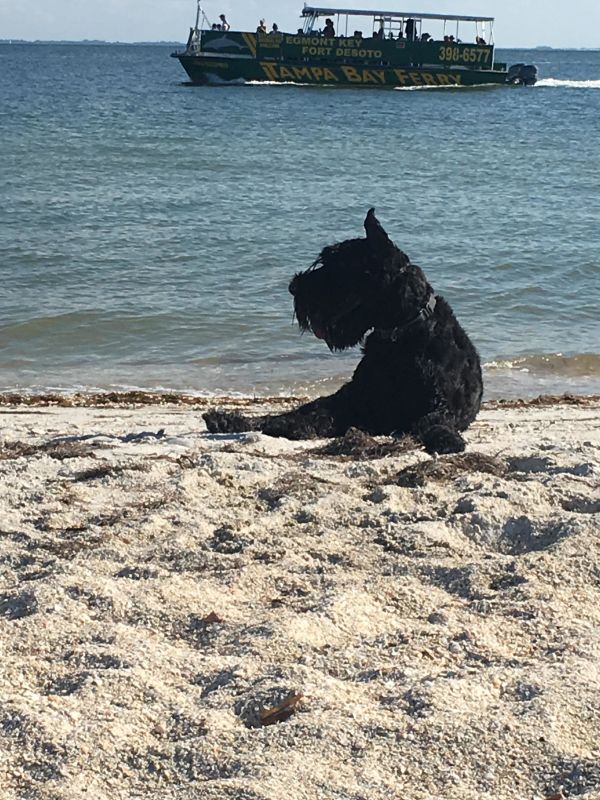 Giant Schnauzer puppy beach boat