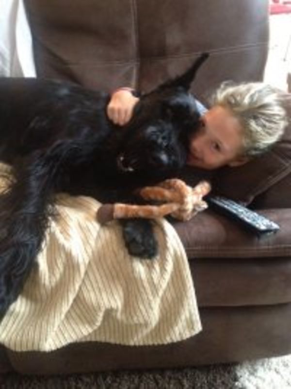 Giant Schnauzer puppy