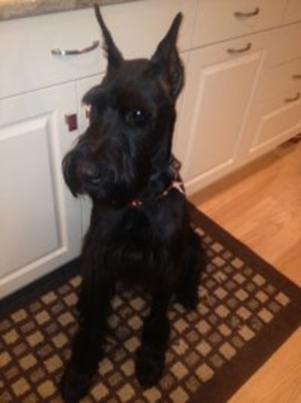 Giant Schnauzer puppy