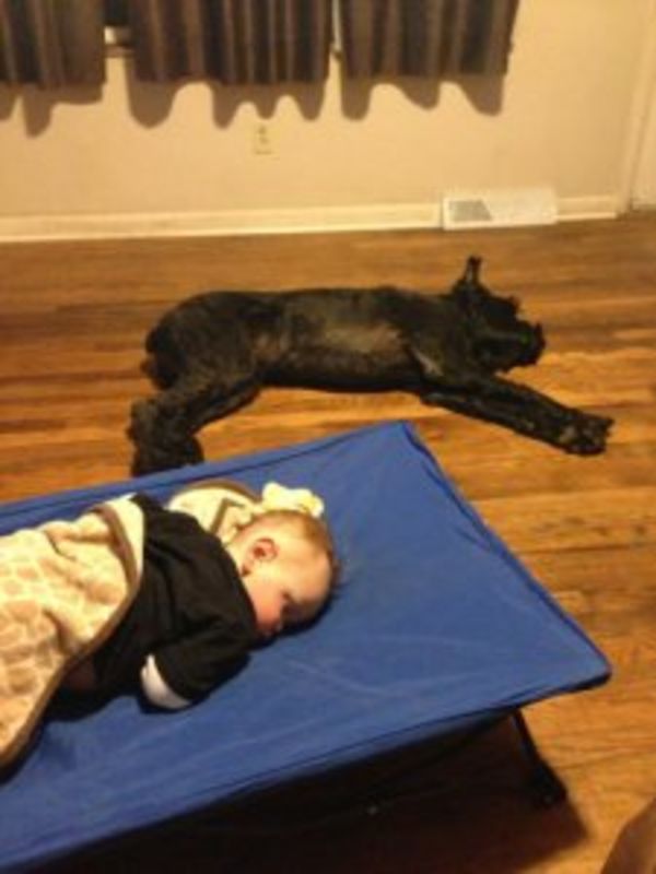 Giant Schnauzer puppy sleeping