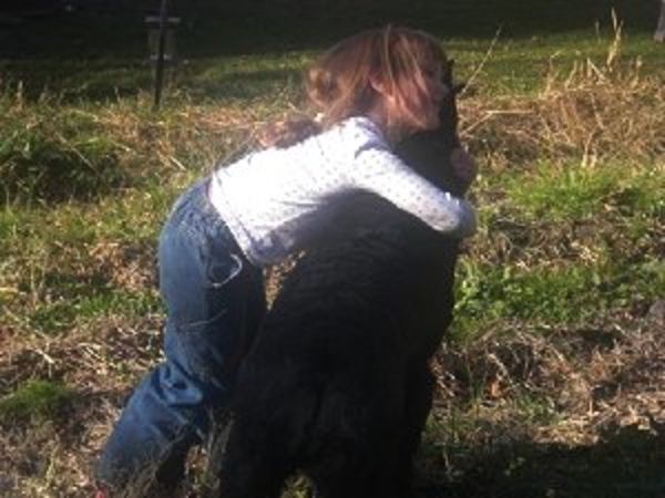 Giant Schnauzer puppy hugs