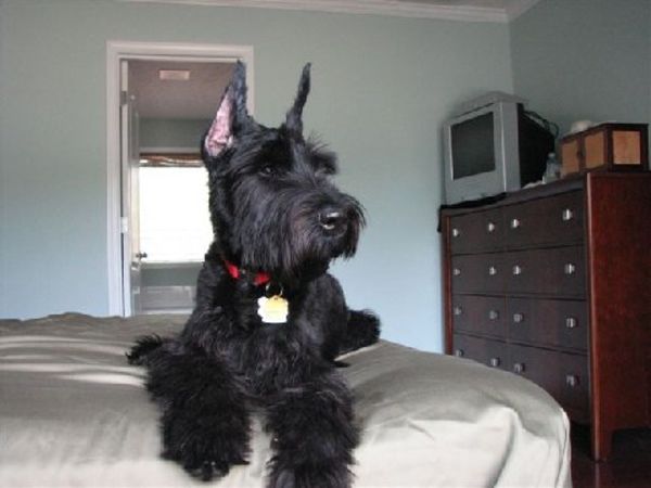 Giant Schnauzer puppy on bed