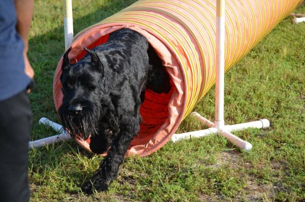 Giant Schnauzer puppy agility cropped