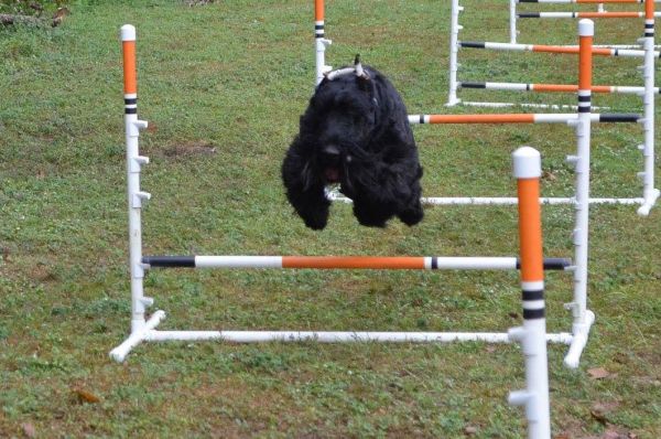 Giant Schnauzer puppy agility cropped