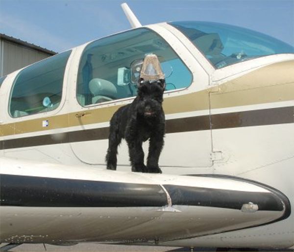 Giant Schnauzer cropped puppy