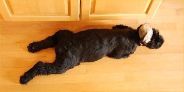 Giant Schnauzer cropped puppy