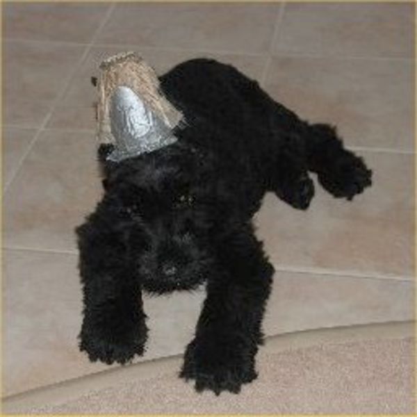 Giant Schnauzer cropped puppy