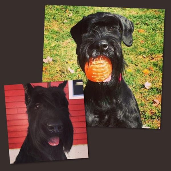 Giant Schnauzer puppy fall