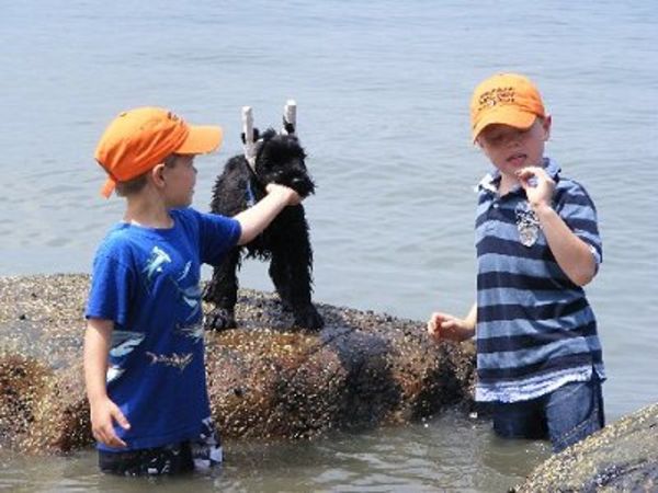 Giant Schnauzer cropped puppy