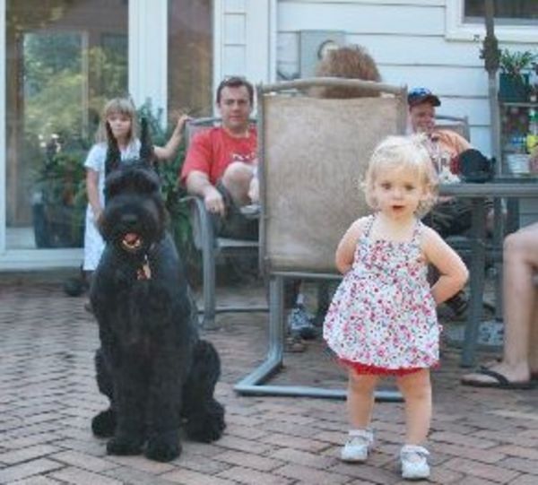 Giant Schnauzer puppy with family