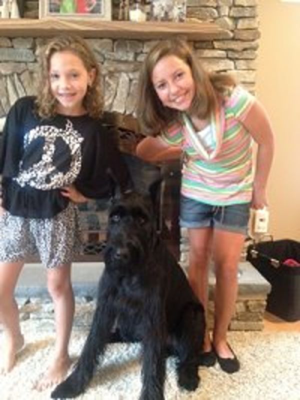 Giant Schnauzer puppy with family