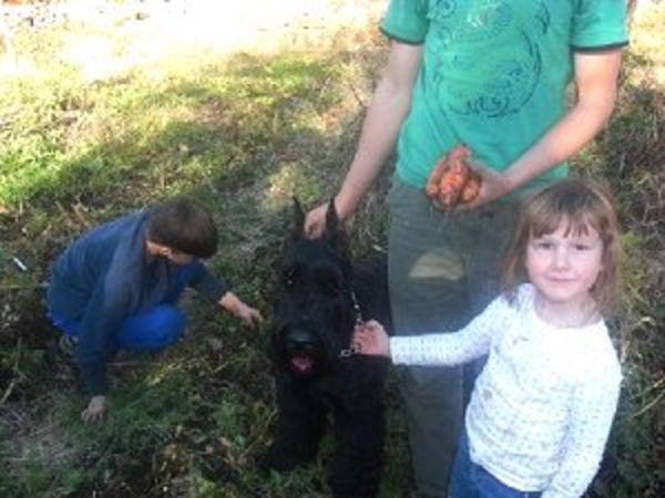 Giant Schnauzer puppy with family