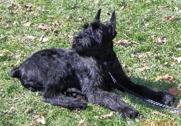 Giant Schnauzer puppy