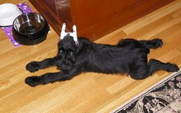 Giant Schnauzer puppy