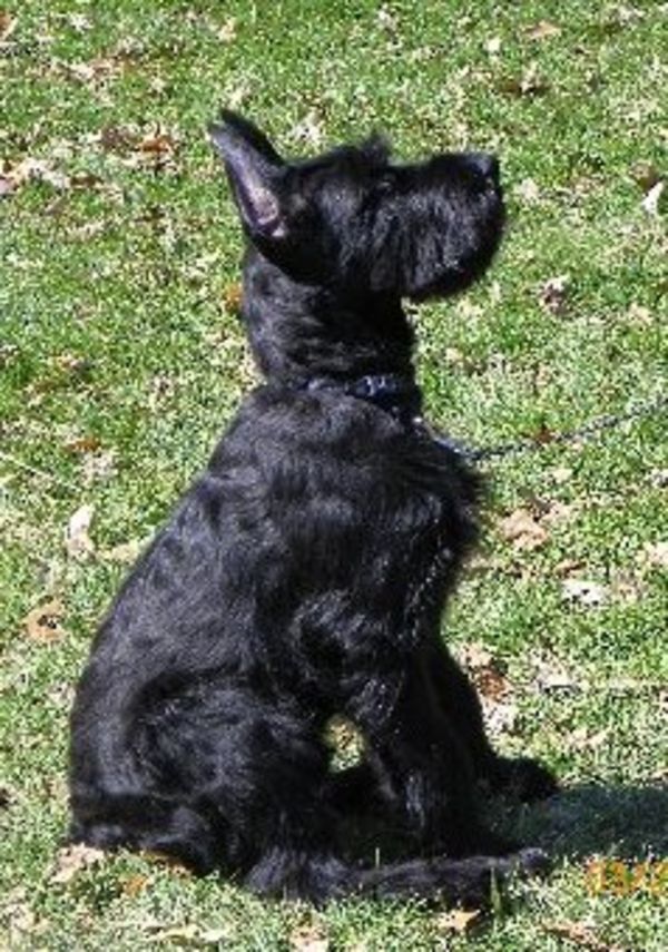 Giant Schnauzer puppy