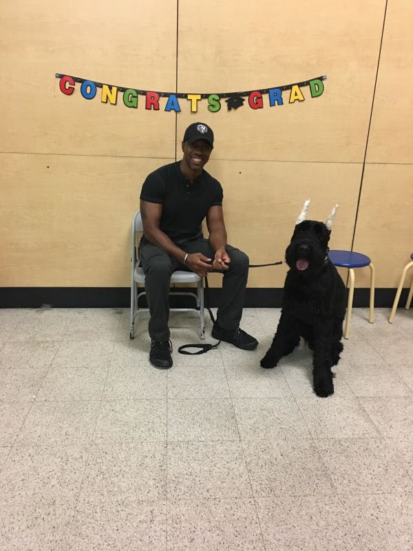 Giant Schnauzer puppy cropped