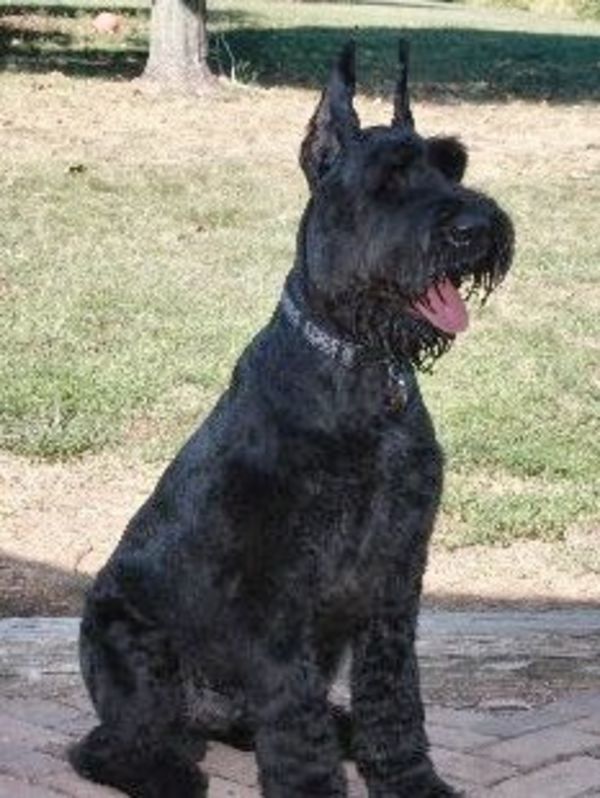 Giant Schnauzer adult sitting