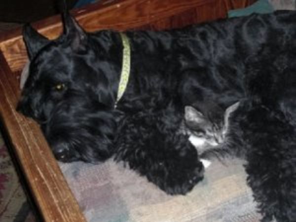 Giant Schnauzer puppy on bed with cat
