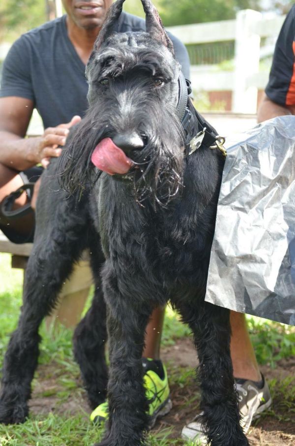 Giant Schnauzer puppy cropped
