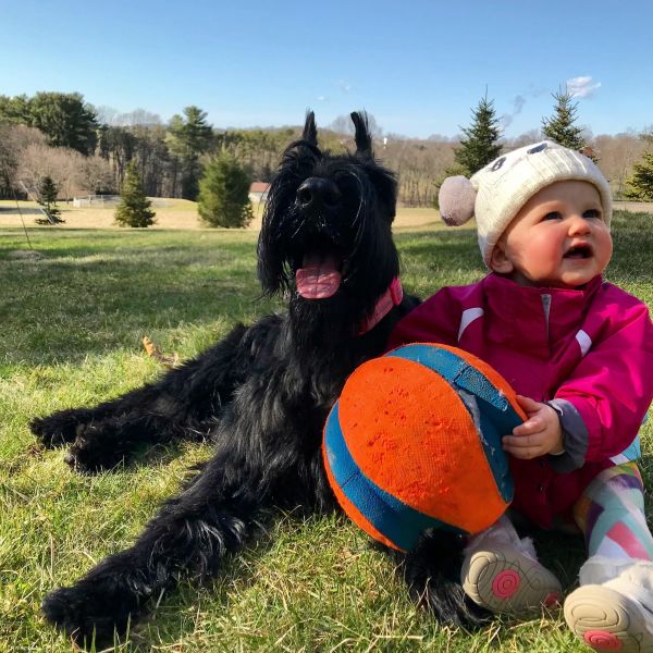 Giant Schnauzer puppy winter