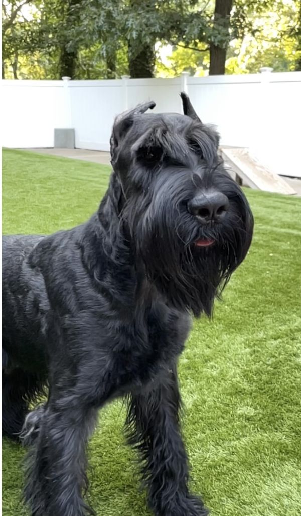 Adults Available Skyline Giant Schnauzers