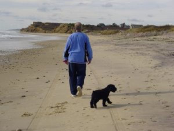 Giant Schnauzer puppy at beach