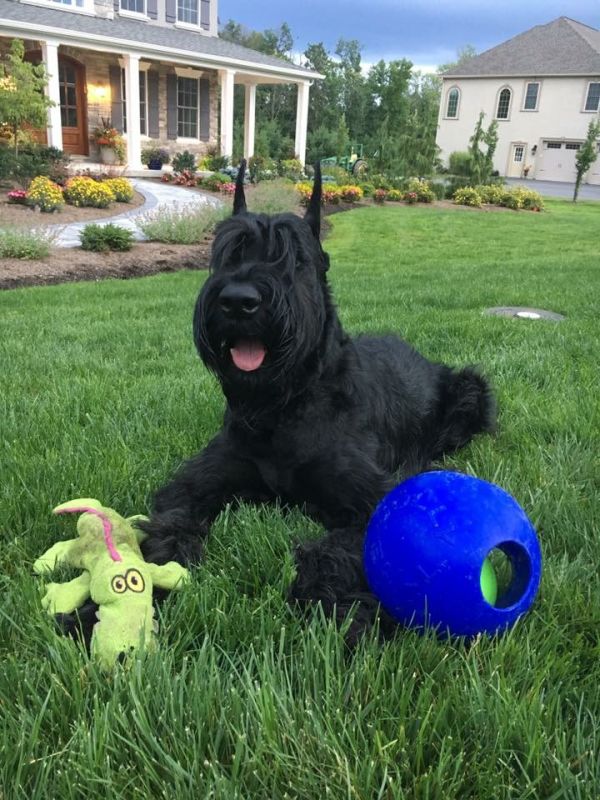 [Image: schutzen-giant-schnauzer-dog-play_iouocv.jpg]