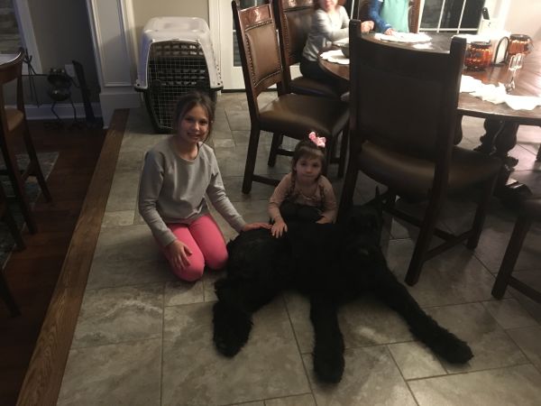 Giant Schnauzer schutzen family dog