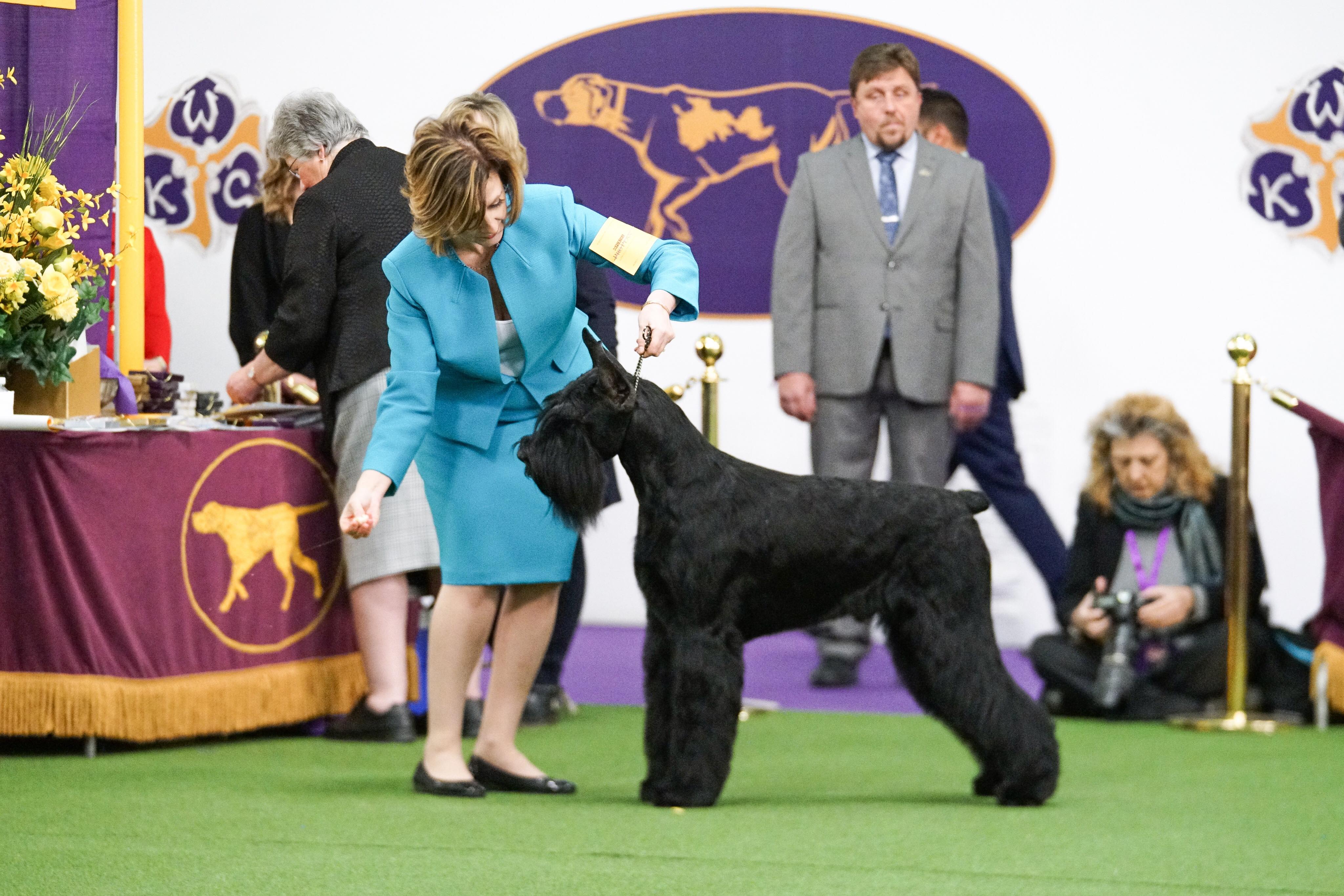 show me a giant schnauzer