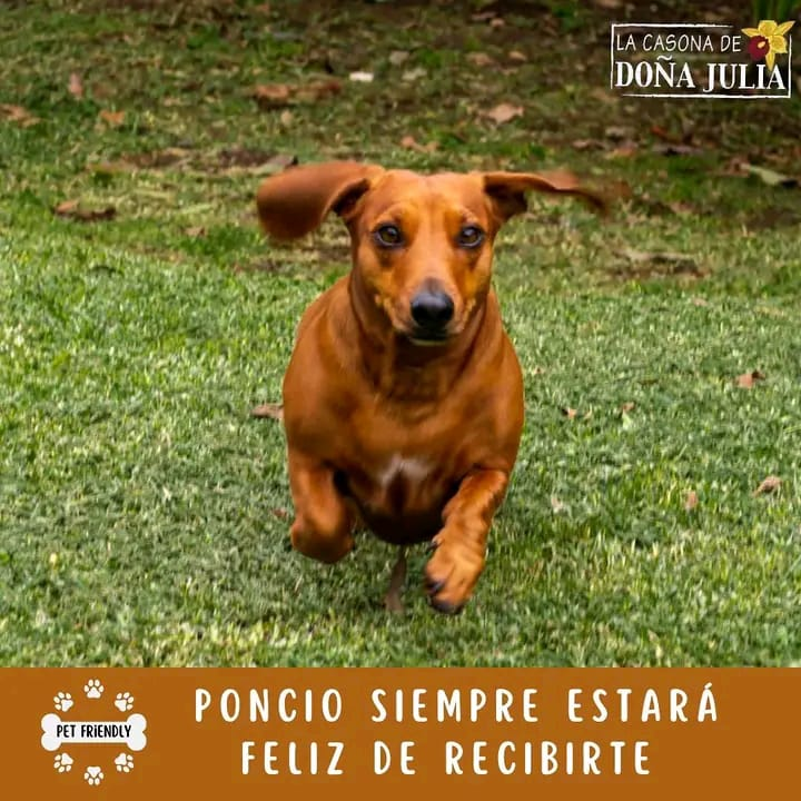 Área pet friendly de La Casona de Doña Julia — mascotas bienvenidas