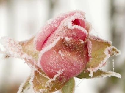 Как правильно укрывать розы на зиму