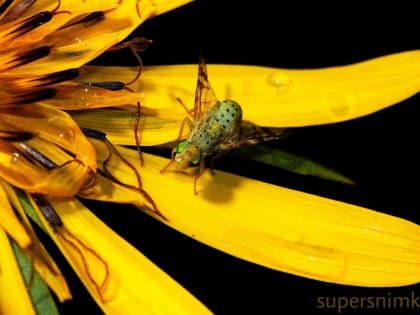 Необычный гость: подсолнечниковая пестрокрылка