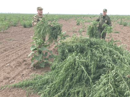 Безопасность на дорогах: акция в Лобне