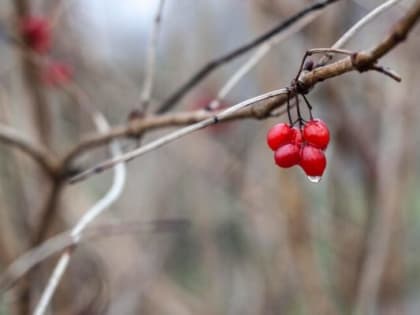 Опасные и агрессивные растения для дачи