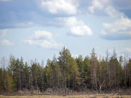 В Ростовской области создали новое государственное учреждение для защиты лесополос