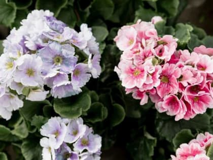 Какие цветы можно сеять в декабре для рассады