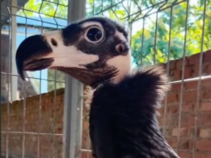 В Ростовском зоопарке вырос птенец редкого черного грифа