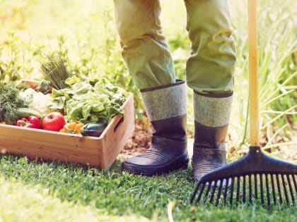 Июнь на даче: что нужно сделать в саду и огороде