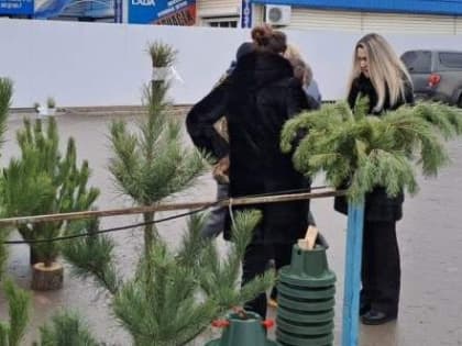 В Волгодонске перед Новым годом проводятся рейды по ёлочным базарам