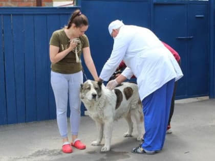 Донские ветврачи проведут акцию по бесплатной выездной вакцинации животных против бешенства