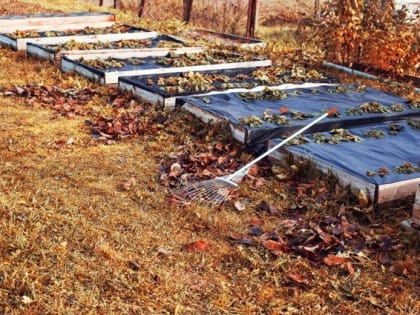 Как использовать осеннюю листву на садовом участке