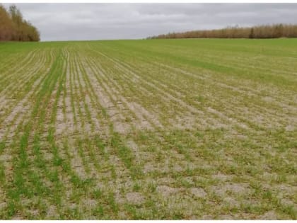 Итоги осенней посевной кампании в Усть-Донецком районе